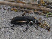 Poecilus versicolor 01 #11972 : Phyllopertha horticola, rozenkever