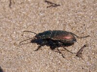 Poecilus versicolor 4, Veelkleurige kielspriet, Saxifraga-Hans Dekker
