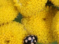 Propylea quatuordecimpunctata 3, Schaakbordlieveheersbeestje, Saxifraga-Rutger Barendse