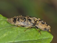 Prosternon tessellatum 01 #07420 : Prosternon tessellatum