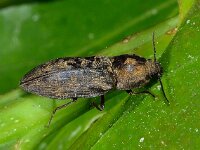 Kever knip 01 D2863  Kever knip Stegeren op 14 juni 2013 : Naar Naturalis in 2013