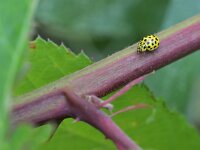 Psyllobora vigintiduopunctata 10, Citroenlieveheersbeestje, Saxifraga-Tom Heijnen