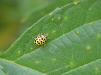 Psyllobora vigintiduopunctata 8, Citroenlieveheersbeestje, Saxifraga-Tom Heijnen