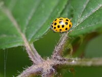 Psyllobora vigintiduopunctata 9, Citroenlieveheersbeestje, Saxifraga-Tom Heijnen