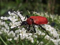 Pyrochroa coccinea 5, Zwartkopvuurkever, Saxifraga-Frank Dorsman  Pyrochroa coccinea, Zwartkopvu​urkever, Bredevoort 040611