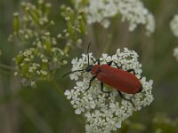 Pyrochroa coccinea 7, Zwartkopvuurkever, Saxifraga-Jan van der Straaten