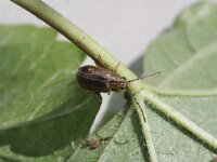 Pyrrhalta viburni 6, Sneeuwbalhaantje, Saxifraga-Rutger Barendse