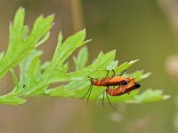 Rhagonycha fulva 22, Rode weekschild, Saxifraga-Tom Heijnen