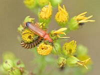 Rhagonycha fulva 24, Rode weekschild, Saxifraga-Tom Heijnen
