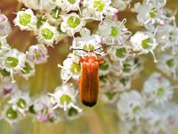 Rhagonycha fulva 26, Rode weekschild, Saxifraga-Tom Heijnen