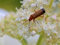 Rhagonycha fulva 28, Rode weekschild, Saxifraga-Tom Heijnen