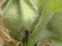 Rhopalapion longirostre 3, Stokroossnuitkever, Saxifraga-Rutger Barendse