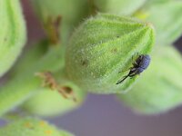 Rhopalapion longirostre 8, Stokroossnuitkever, Saxifraga-Tom Heijnen