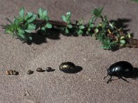 Timarcha tenebricosa 2, Reuzenhaan, Saxifraga-Frits Bink