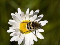 Penseelkever  The Bee Beetle "Trichius fasciatus" on Ox-eye daisy, Halden, Norway : Bee beetle, closeup, close up, color, colour, macro, Europe European, flower, flora, floral, Halden, horizontal, insect, nature natural, Norwegian, Ox-eye daisy, plant, Norway, Trichius fasciatus