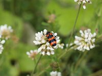 KRIVA FEJA-NESVRTA. TRICHODES APIARIUS.