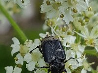 Valgus hemipterus 2, Kortvleugelboorkever, Saxifraga-Ben Delbaere  IICSA���II