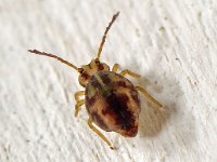 Calvatomina nr superba 4, Saxifraga-Ab H Baas