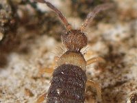 Entomobrya albocincta 4, Saxifraga-Ab H Baas