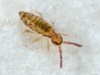 Entomobrya multifasciata 3, Saxifraga-Ab H Baas