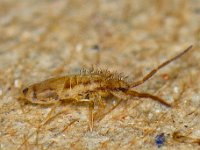 Entomobrya muscorum #10995 : Entomobrya muscorum