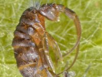 Pogonognathellus flavescens 7, juvenile instar, Saxifraga-Ab H Baas