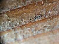 Orchesella cincta 10, Saxifraga-Ben Delbaere