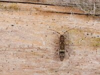 Orchesella cincta 12, Saxifraga-Luc Hoogenstein : Lunetten