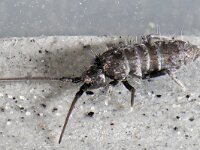 Pogonognathellus flavescens 03 #40164..76 : Pogonognathellus flavescens