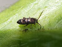 Tomocerus vulgaris 9, Saxifraga-Ben Delbaere