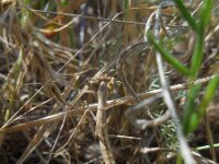 Bolivaria brachyptera