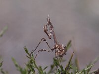 Empusa pennata 1, larva, Saxifraga-Martin Mollet