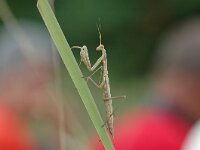 Mantis religiosa, European Mantis