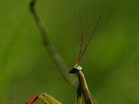 Mantis religiosa 10, Bidsprinkhaan, Saxifraga-Dirk Hilbers