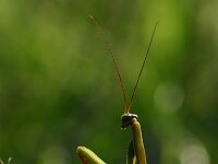 Mantis religiosa 11, Bidsprinkhaan, Saxifraga-Dirk Hilbers