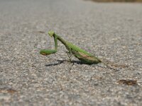 Mantis religiosa 12, Bidsprinkhaan, Saxifraga-Dirk Hilbers