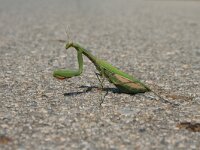 Mantis religiosa 13, Bidsprinkhaan, Saxifraga-Dirk Hilbers