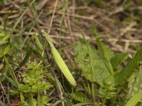 Mantis religiosa 14, Bidsprinkhaan, Saxifraga-Paul Westrich