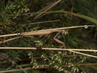 Mantis religiosa 15, Bidsprinkhaan, Saxifraga-Paul Westrich