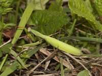 Mantis religiosa 16, Bidsprinkhaan, Saxifraga-Paul Westrich