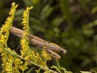 Mantis religiosa 17, Bidsprinkhaan, Saxifraga-Paul Westrich