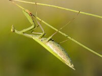 Mantis religiosa 2, Bidsprinkhaan, Saxifraga-Elisabeth Raboin