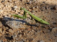 Mantis religiosa 20, Bidsprinkhaan, Saxifraga-Ed Stikvoort : Krk a900