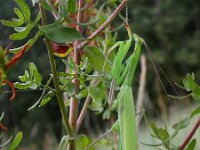 Mantis religiosa 3, Bidsprinkhaan, Saxifraga-Mark Zekhuis