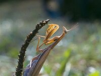 Mantis religiosa 4, Bidsprinkhaan, Saxifraga-Jan Willem Jongepier