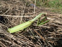 Mantis religiosa 5, Bidsprinkhaan, Saxifraga-Jan Willem Jongepier