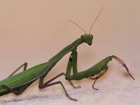 Mantis religiosa 6, Bidsprinkhaan, Saxifraga-Martin Mollet