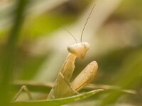 masia de Can Miravitges  website : Gewone bidsprinkhaan, Mantis religiosa, bidsprinkhaan, insect, portret, spanje