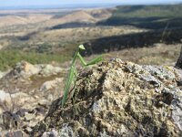Mantis religiosa 8, Bidsprinkhaan, Saxifraga-Mark Zekhuis