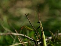 Mantis religiosa 9, Bidsprinkhaan, Saxifraga-Dirk Hilbers